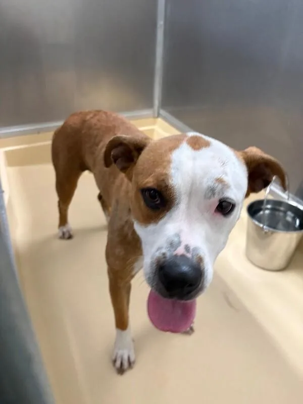 An adult medium-sized female Brown / Chocolate Pit Bull Terrier dog named Sunny for adoption in Burgaw, NC
