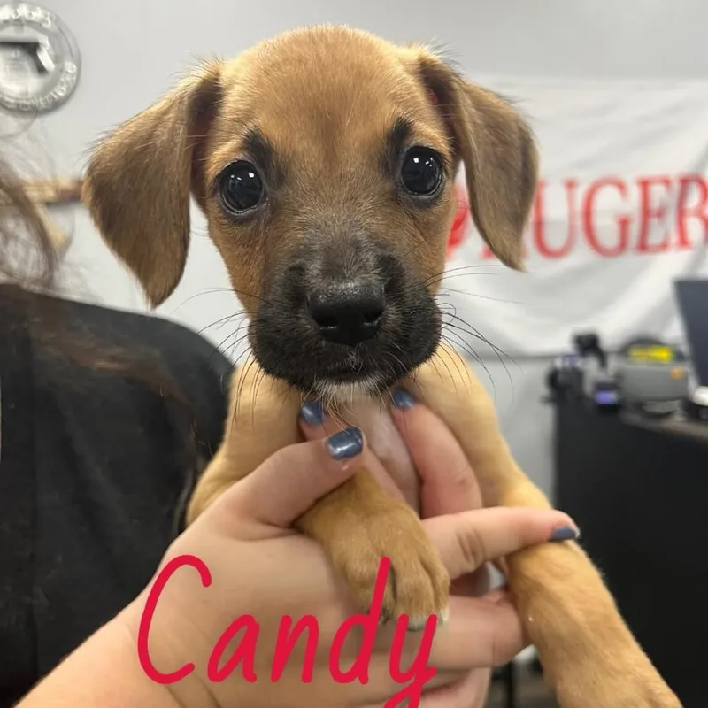 Candy