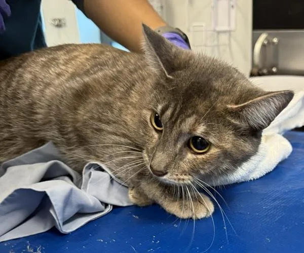 An adult medium-sized female Domestic Short Hair cat named Dycon for adoption in New York, NY