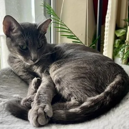 A young medium-sized female Gray / Blue / Silver Domestic Short Hair cat named Candice for adoption in Jupiter, FL