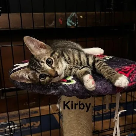 A baby large-sized male Tabby (Brown / Chocolate) Domestic Short Hair cat named Kirby for adoption in Los Angeles, CA