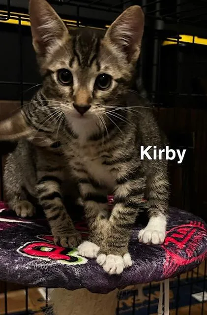 Kirby thumbnail 3