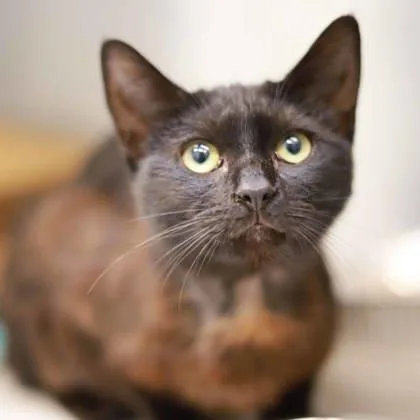 A young small-sized female Black Domestic Short Hair cat named Orchid for adoption in Atlanta, GA
