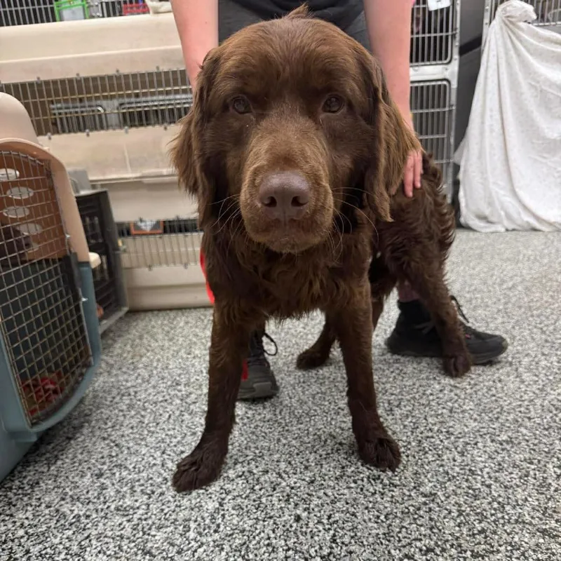 An adult medium-sized male Brown / Chocolate Mixed Breed dog named Lindt for adoption in Fredericksburg, VA
