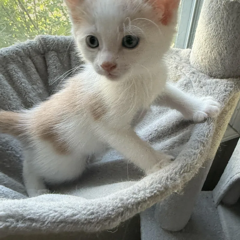 A baby small-sized male Buff & White American Shorthair cat named Munch for adoption in GALESVILLE, WI