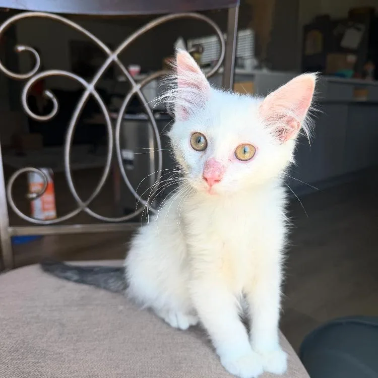 A baby medium-sized male White Domestic Short Hair cat named Tornado for adoption in Waxhaw, NC