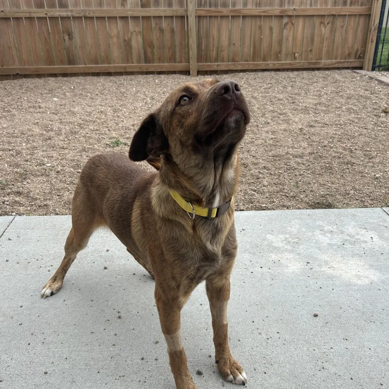 A young large-sized male Australian Cattle Dog / Blue Heeler dog named Copper for adoption in Seward, NE