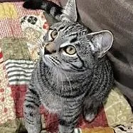 A baby medium-sized female Brown / Chocolate Domestic Short Hair cat named Smaug for adoption in Springfield, OR