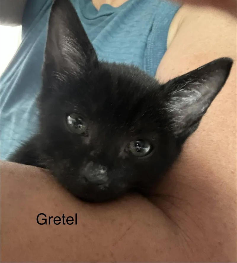 A baby medium-sized female Black Domestic Short Hair cat named Gretel for adoption in Naugatuck, CT