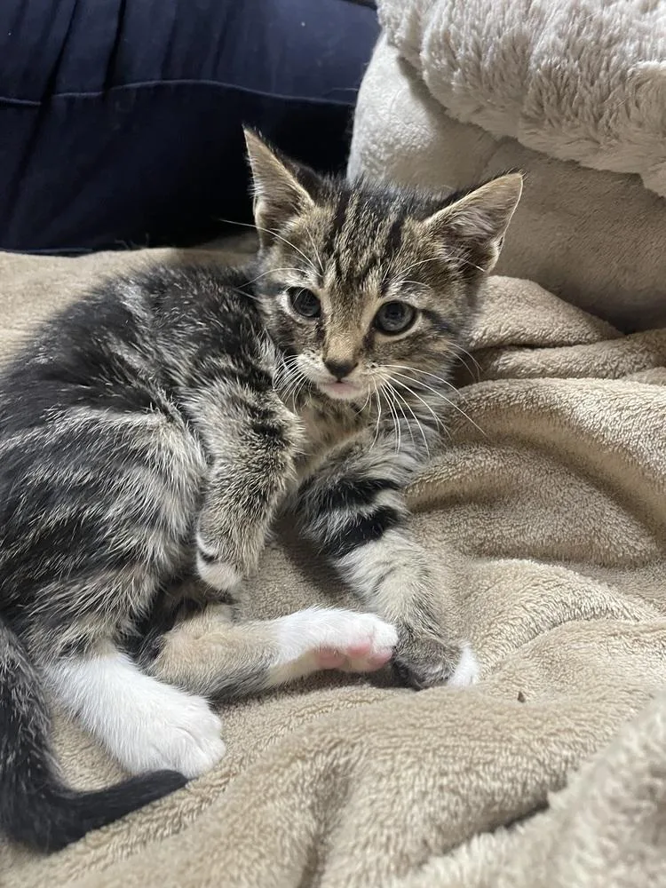 A baby small-sized male Gray / Blue / Silver Domestic Medium Hair cat named Eris for adoption in Newnan, GA
