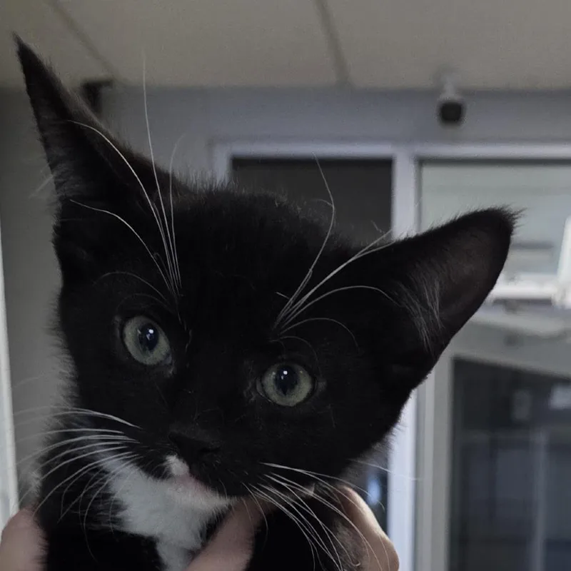 A baby small-sized male Black Domestic Medium Hair cat named Daryl for adoption in Camden, DE