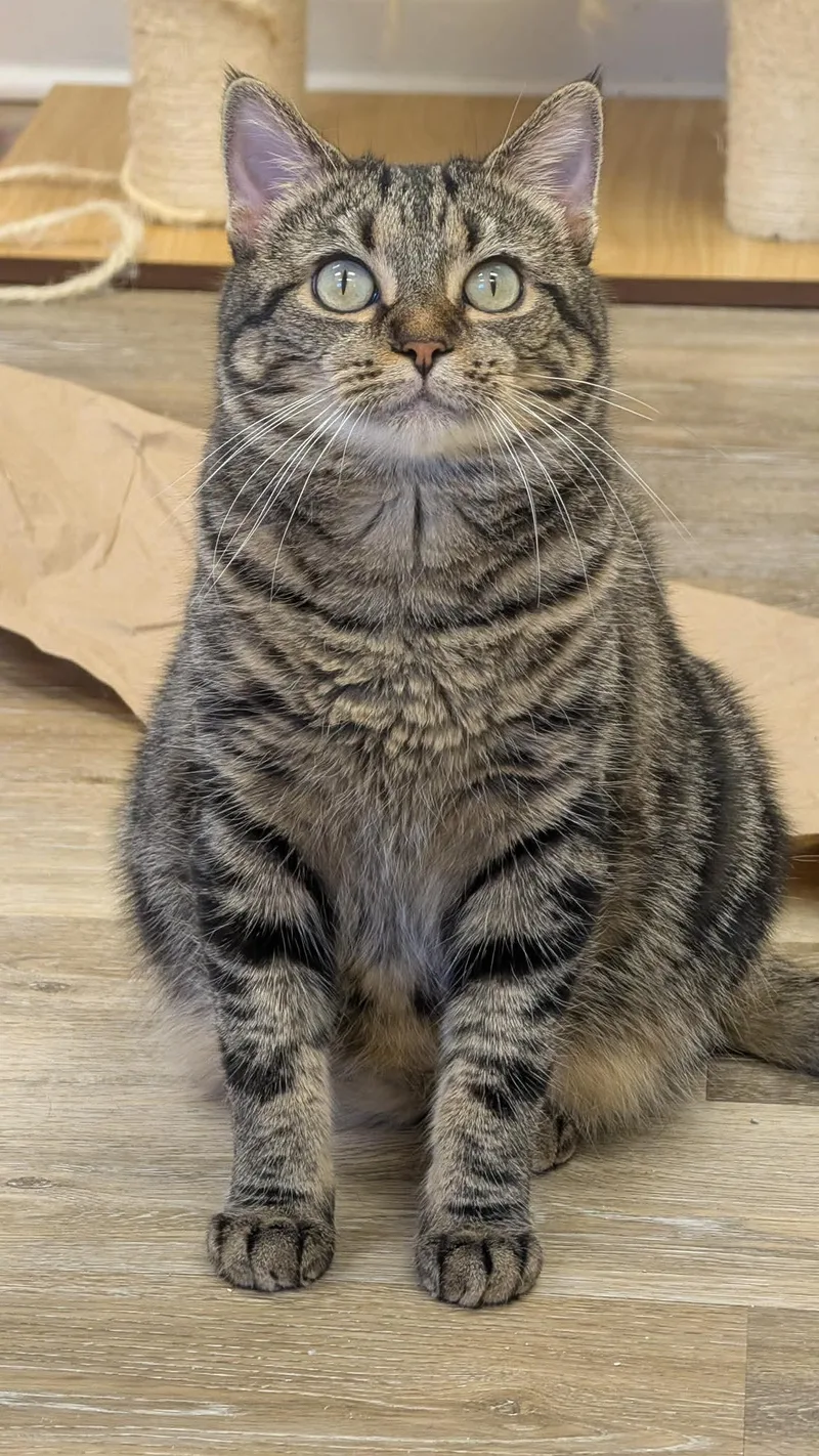 An adult medium-sized female Domestic Short Hair cat named Roxie for adoption in Columbus, OH