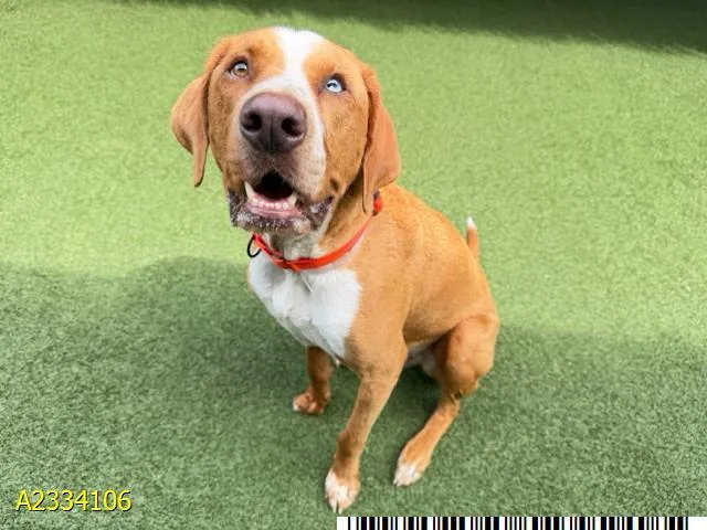 A young large-sized male Mixed Breed dog named Trampas for adoption in West Palm Beach, FL