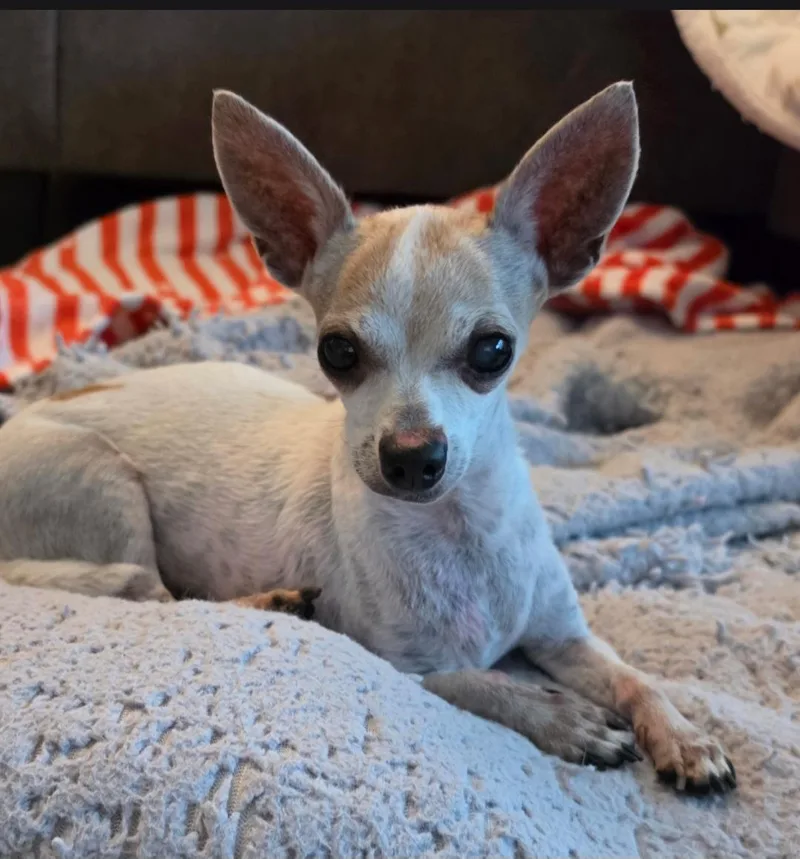 A senior small-sized male Chihuahua dog named Doozy for adoption in merrillville, IN