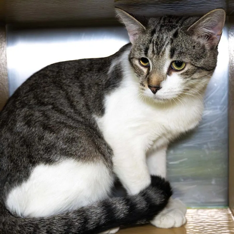 A young medium-sized male Domestic Short Hair cat named Jiggles for adoption in Wilmington, NC