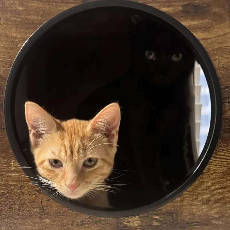A baby small-sized male Black Domestic Short Hair cat named Zora and Zeus for adoption in Miami, FL