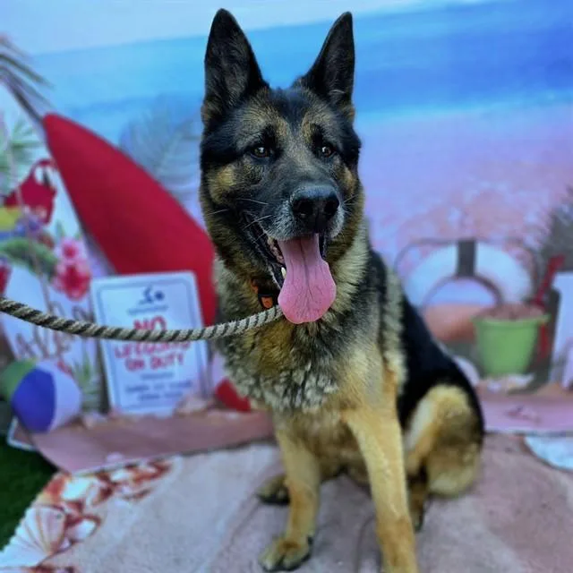 An adult large-sized male German Shepherd Dog dog named Hurcules for adoption in Long Beach, CA