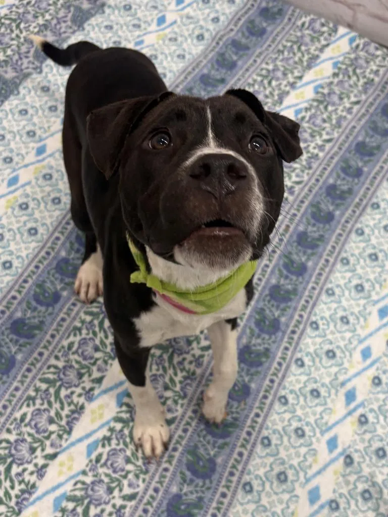 A baby medium-sized female American Bulldog dog named Vasily for adoption in Detroit, MI