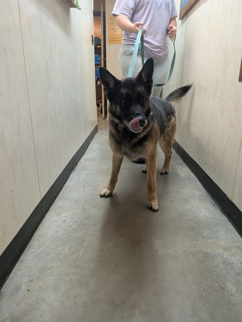 An adult large-sized female Bicolor German Shepherd Dog dog named Rose for adoption in Somerset, PA