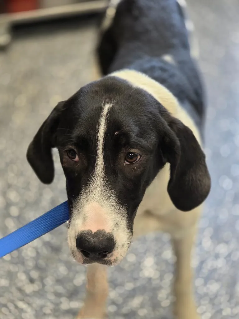 A baby extra large-sized female Great Dane dog named Katara for adoption in Carthage, MO