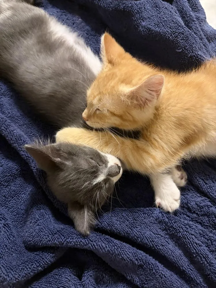 A baby small-sized male Orange / Red Domestic Short Hair cat named Parmesan for adoption in Lincoln Park, MI