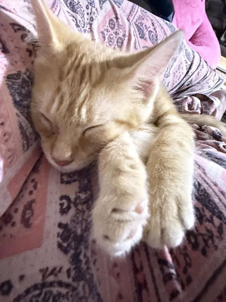 Parmesan thumbnail 2