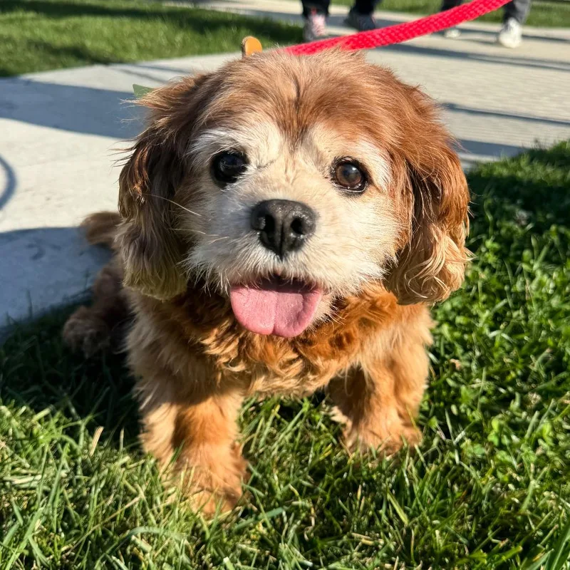 A senior medium-sized male Yellow / Tan / Blond / Fawn Cavalier King Charles Spaniel dog named Colby for adoption in Fort Wayne, IN