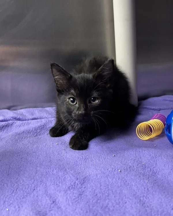 A baby small-sized female Domestic Short Hair cat named Lilsimsie for adoption in Richmond, VA