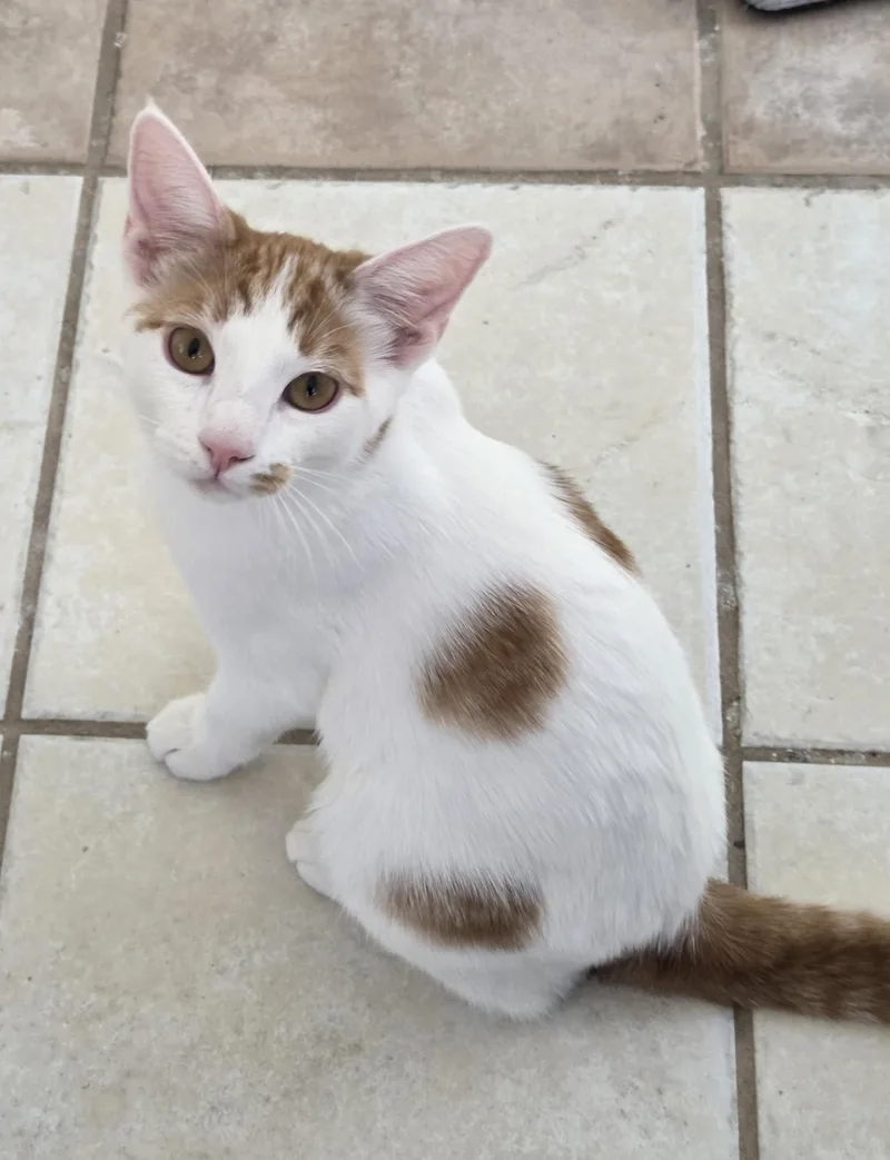 A young medium-sized male White Domestic Short Hair cat named Spring for adoption in Mesquite, NV