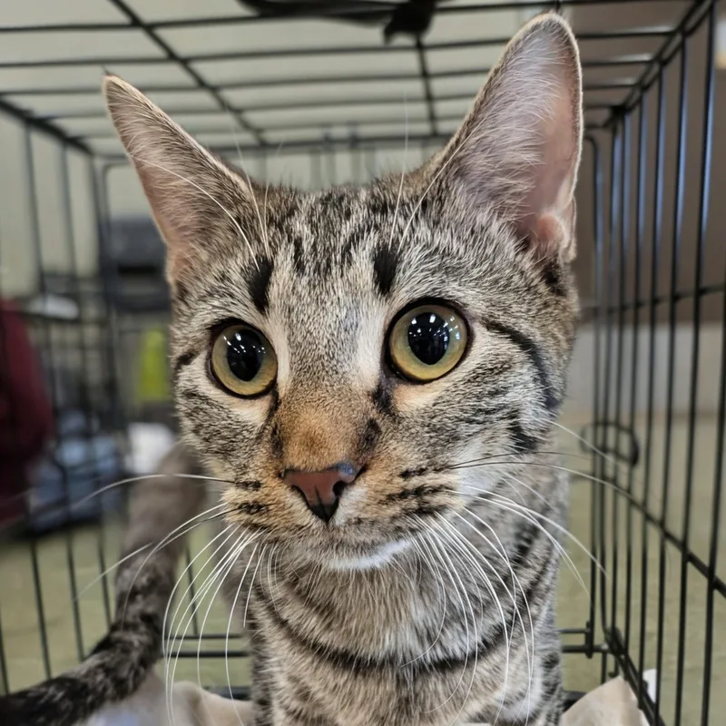 An adult medium-sized male Tabby (Brown / Chocolate) Domestic Short Hair cat named Roger for adoption in Dubuque, IA