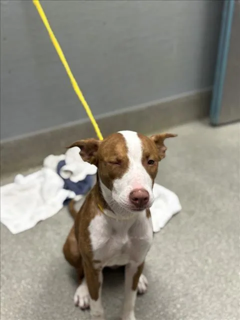 A young small-sized female Pit Bull Terrier dog named Punky Brewster for adoption in Las Vegas, NV