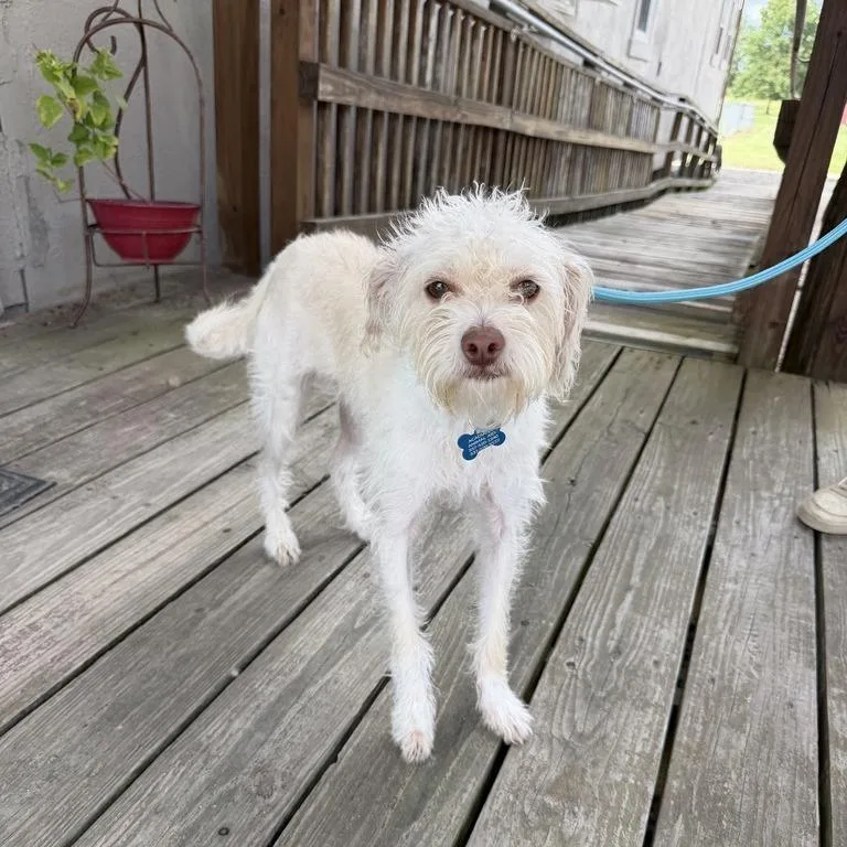 An adult small-sized male White / Cream Terrier dog named White Boy Carl for adoption in Carencro, LA