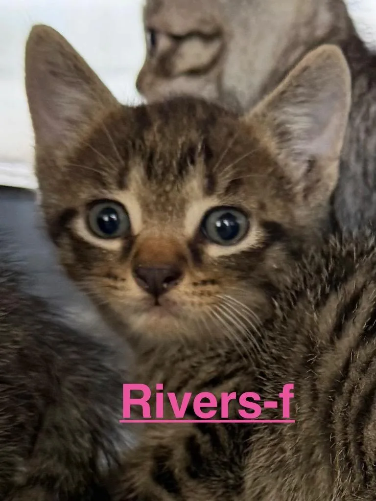 Rivers