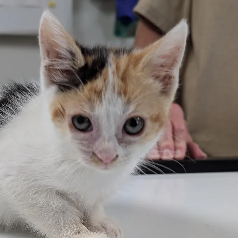 A baby small-sized female White Domestic Short Hair cat named Clementine for adoption in Canton, IL