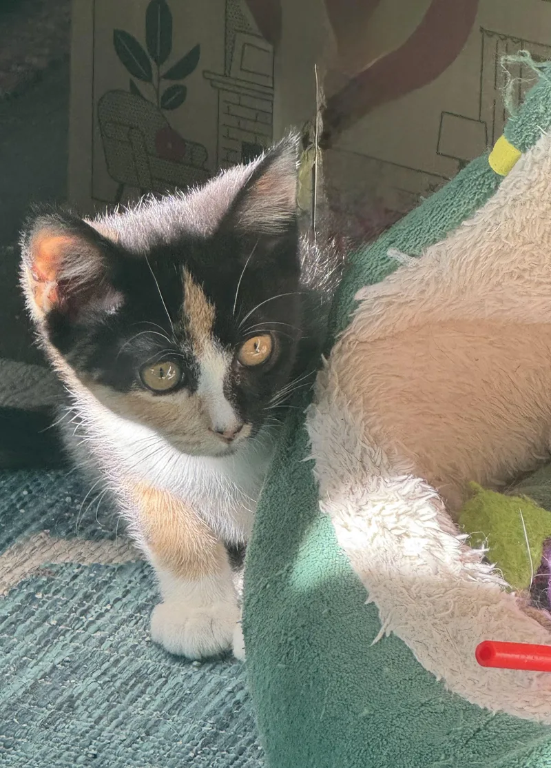 A baby medium-sized female Domestic Medium Hair cat named Summer for adoption in Blaine, MN