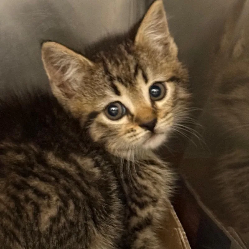 A baby small-sized female Gray / Blue / Silver Domestic Short Hair cat named Dunkaroos for adoption in Troy, VA