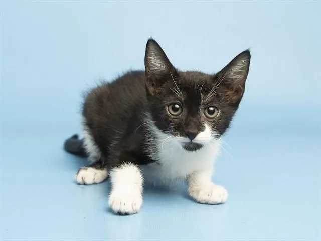A baby small-sized female Domestic Short Hair cat named Cabbage for adoption in Phoenix, AZ
