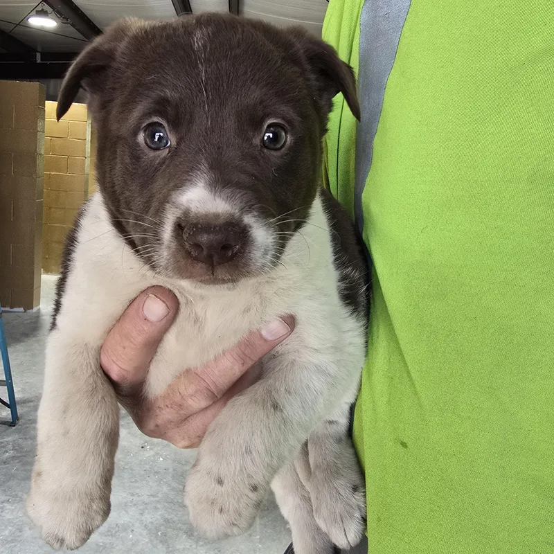 Buttercup thumbnail 2