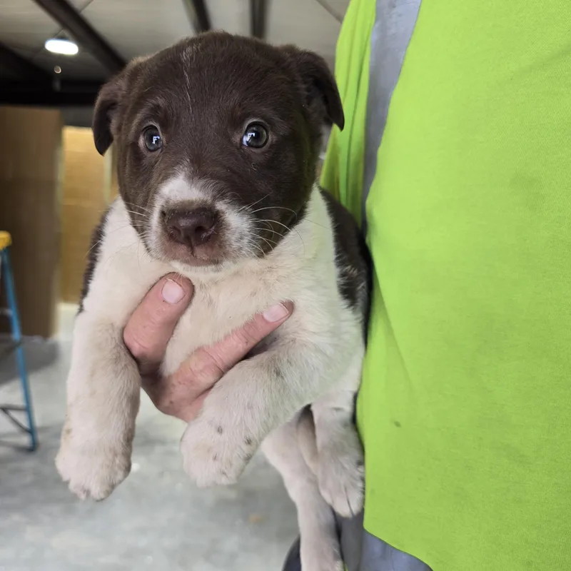 Buttercup thumbnail 3