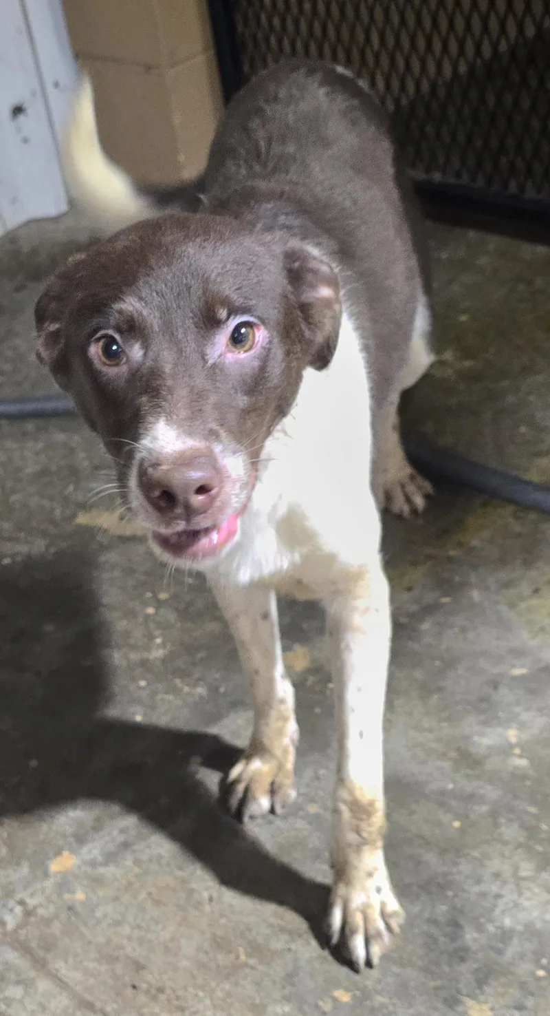 Buttercup thumbnail 4