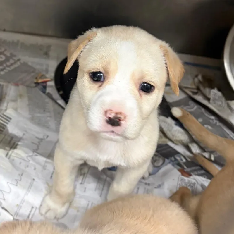 A baby small-sized female White / Cream Labrador Retriever dog named Wednesday for adoption in Corpus Christi, TX