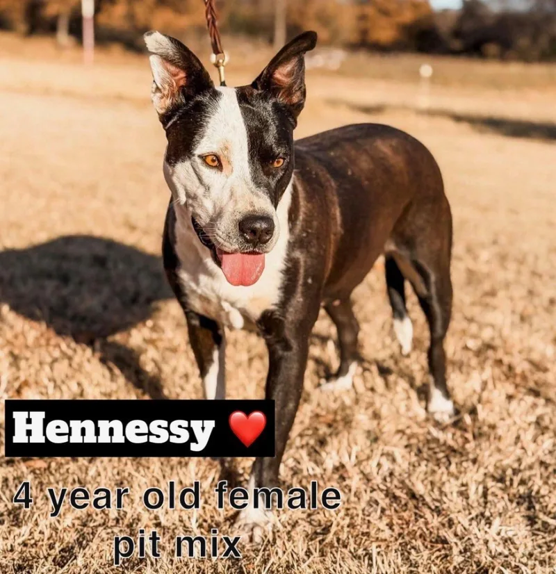 An adult medium-sized female Mixed Breed dog named Hennessy for adoption in Davenport, IA