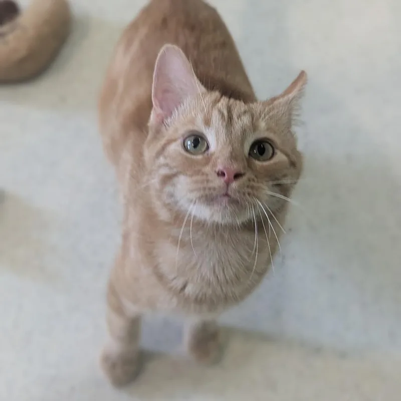 A baby medium-sized male Tabby (Orange / Red) Domestic Short Hair cat named Squeeze for adoption in Fenton, MI