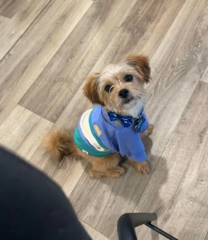 An adult small-sized male Terrier dog named Mini Maxwell for adoption in Savannah, GA