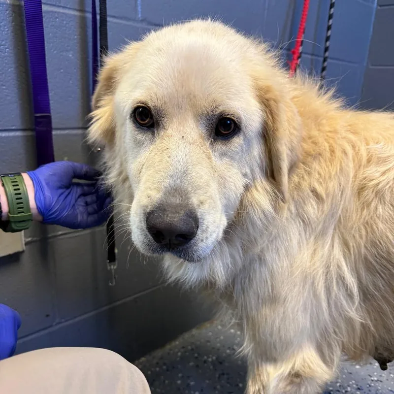 An adult large-sized female Great Pyrenees dog named Faye for adoption in Tuscaloosa, AL