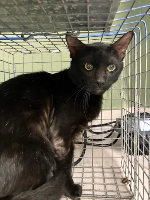 A young medium-sized male Domestic Short Hair cat named Darth Kittious for adoption in Jacksonville, FL