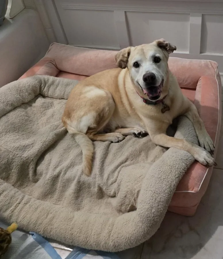 An adult large-sized female Golden Retriever dog named Miss Rosi for adoption in Charlotte, NC