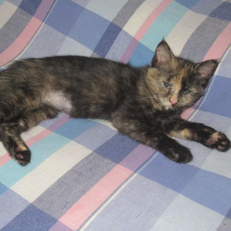 A baby small-sized female Tortoiseshell Domestic Short Hair cat named Brook for adoption in Rochester, MN