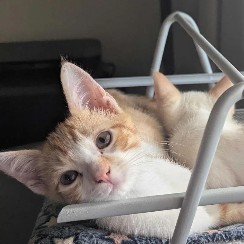 A baby small-sized male Orange / Red Domestic Short Hair cat named Mac for adoption in Riverside, CA