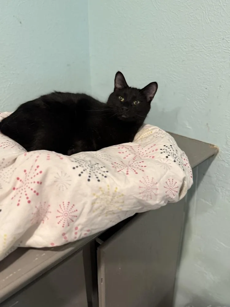 An adult large-sized male Black Domestic Short Hair cat named Blackbeard for adoption in New Cumberland, WV